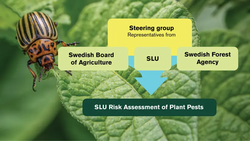 An organizational chart with a beetle in the background. Photo and illustration.