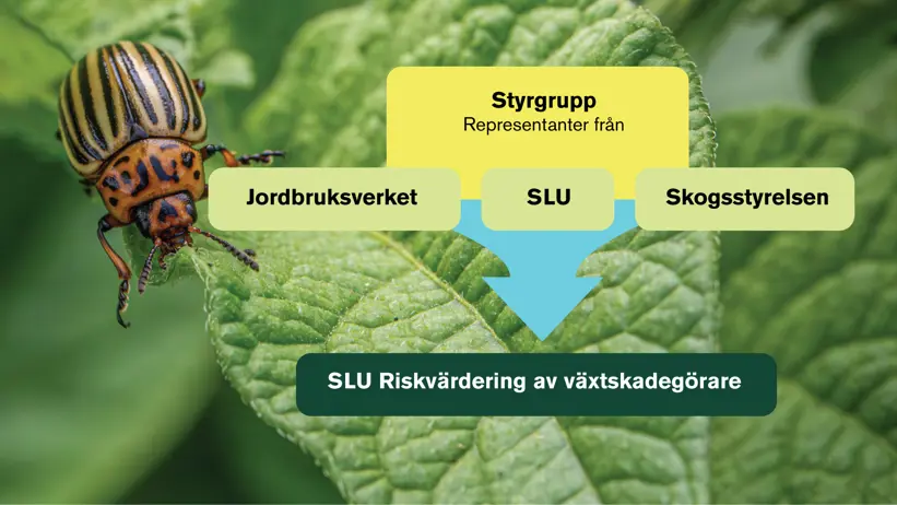 En organisationskarta med en skalbagge i bakgrunden. Foto och illustration.