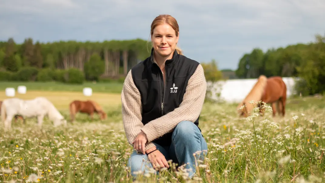 Denise Söderroos sittandes på huk i somrig hästhage med islandshästar betandes i bakgrunden.