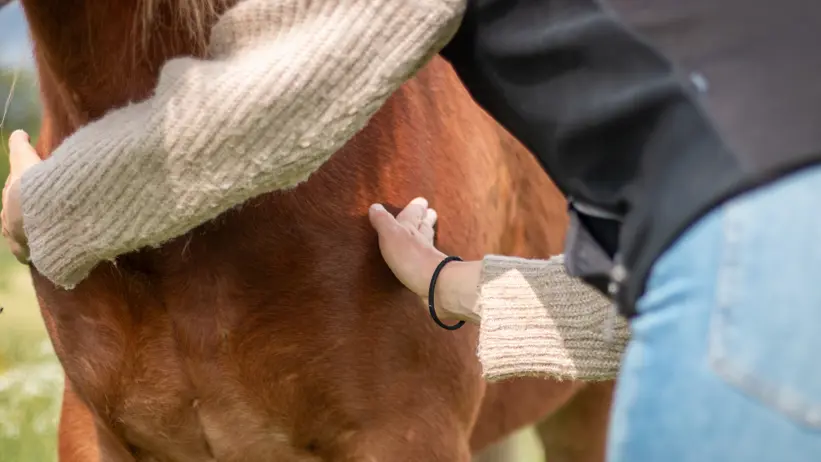 Photo of Denise Söderroos measuring the chest width of an Icelandic horse.
