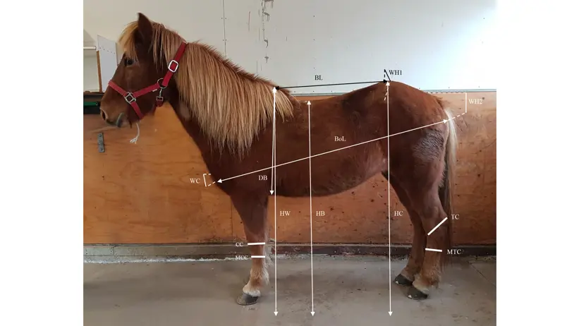 Photo of horse with illustrated measurements for measurement plotted.