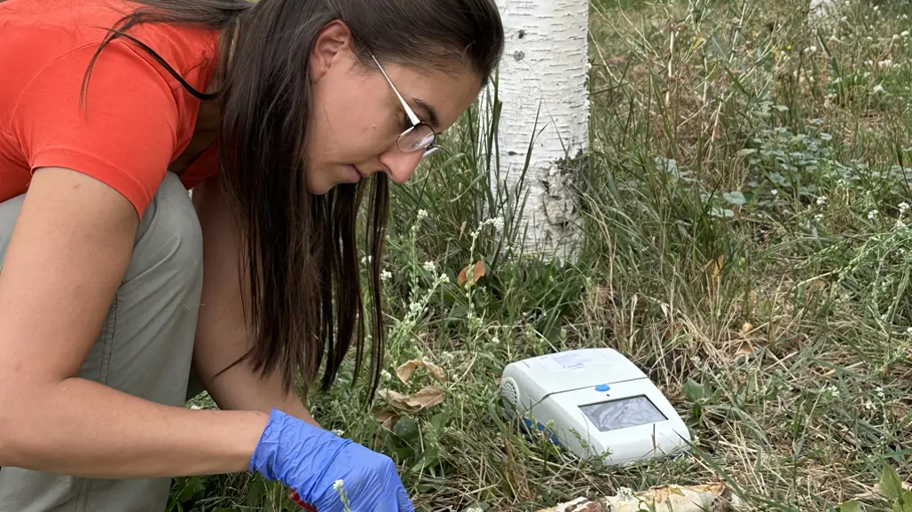 kvinna med plasthandskar skär i ett träd