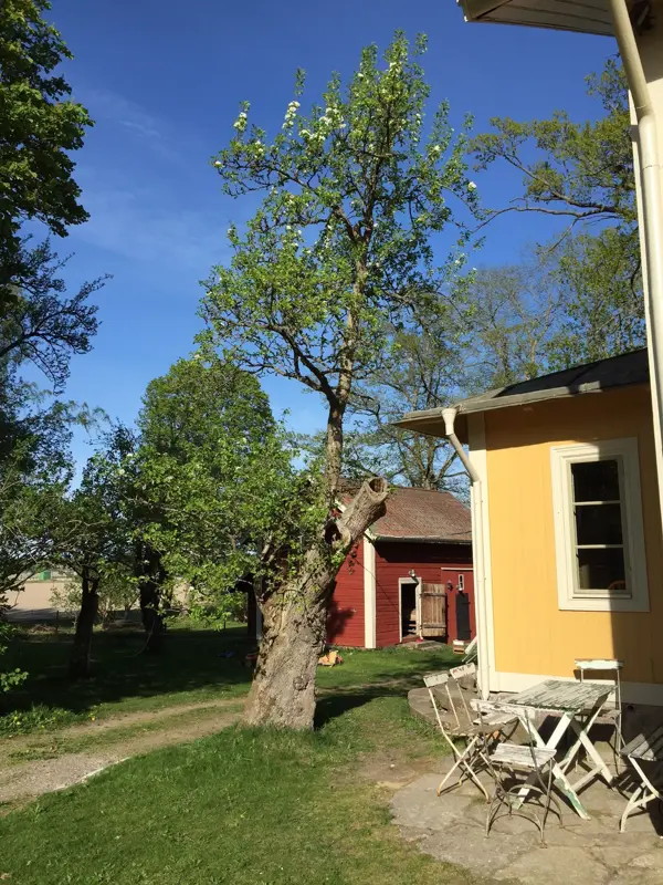 Ett gammalt päronträd med grov stam står bredvid ett gammalt gult trähus.