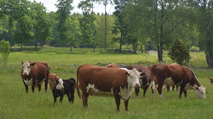 En flock Hereford kor med kalvar ute på bete. Träd i bakgrunden och blå himmel. Foto Anna Hessle.