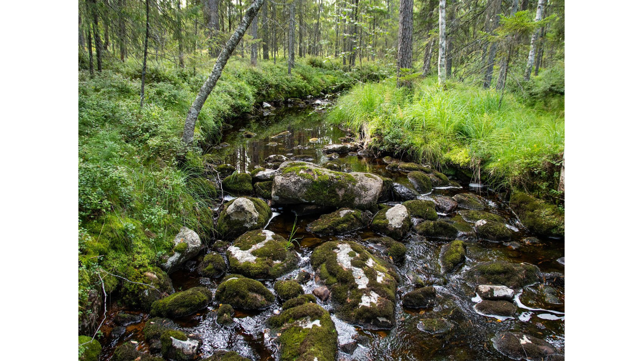 En bäck med stenar i, rinner genom en skog.