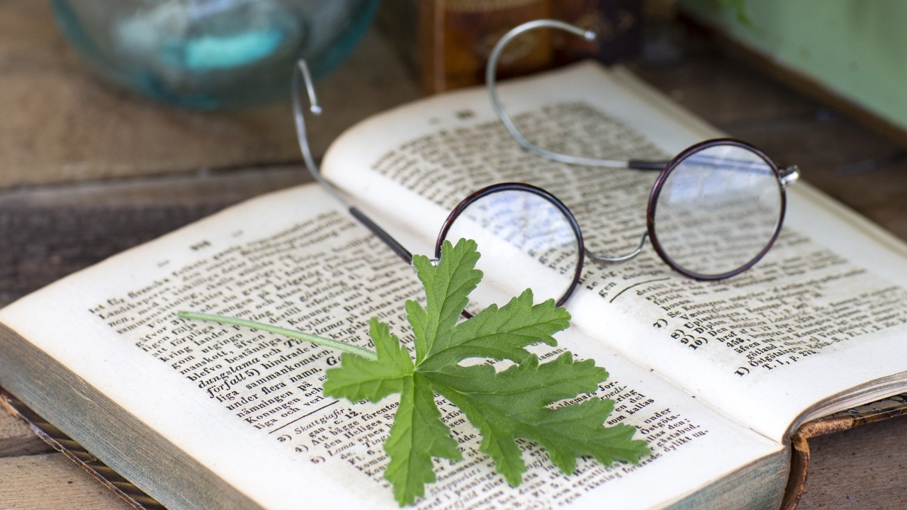Kompositionsbild med Grönt kulturarv®s pelargonen DR WESTERLUND. Fotot visar en närbild av ett pelargonblad vilandes i en uppslagen bok med texter på gammelsvenska. På uppslaget intill ligger ett par runda glasögon med brunröda bågar upp och ner. Pelargonbladet är flikigt med tydliga ådringar och det går att ana de sträva stråna på bladet.