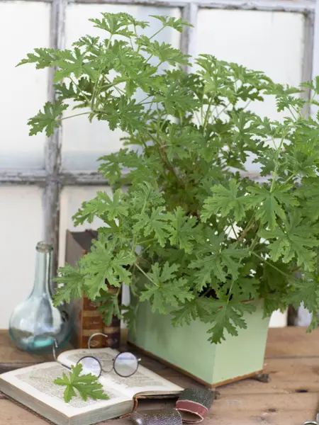 Kompositionsbild med Grönt kulturarv®s pelargonen DR WESTERLUND. Fotot visar en pelargon med många flikiga gröna blad. Pelargonen står i en pastellgrön rektangulär kruka med fötter. Intill står två läderinbunda böcker och en ljusblå glasflaska med kork och rund kropp. Framför dessa syns ett pelargonblad vilandes i en uppslagen bok med texter på gammelsvenska. På uppslaget intill ligger ett par runda glasögon med brunröda bågar upp och ner. I bakgrunden syns ramverket på ett vitmålat fönster.