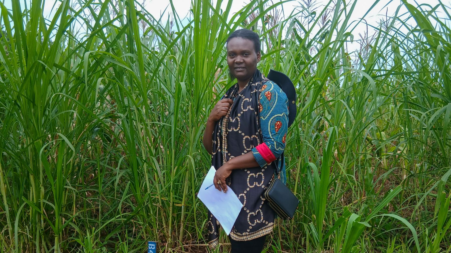 Chantal by napier grass planted around cereal crops. 