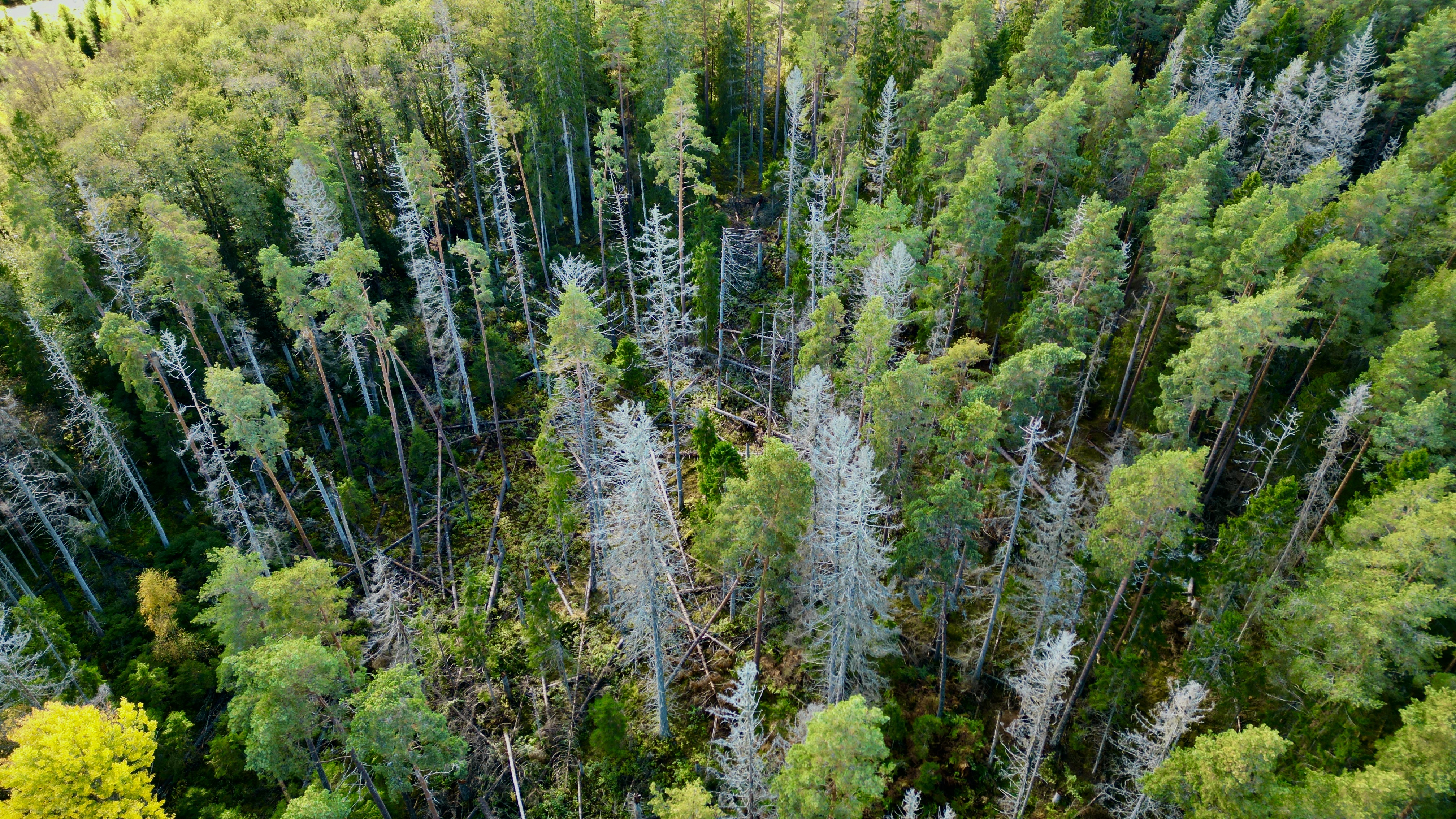 Drönarbild över skog med angripna granar. Foto. 