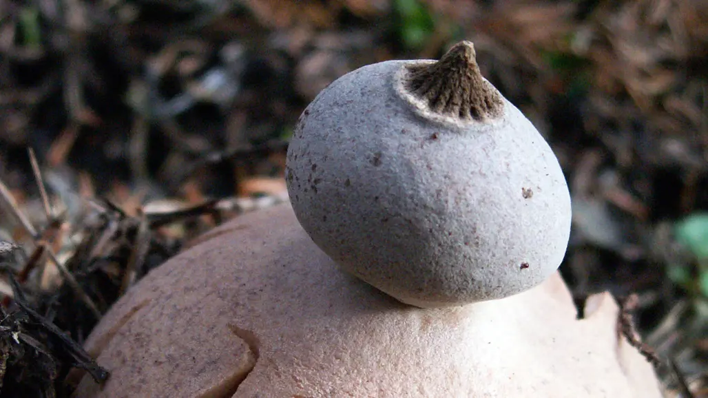 Svamp med rund, spetsig rökboll och kappliknande underdel. Foto