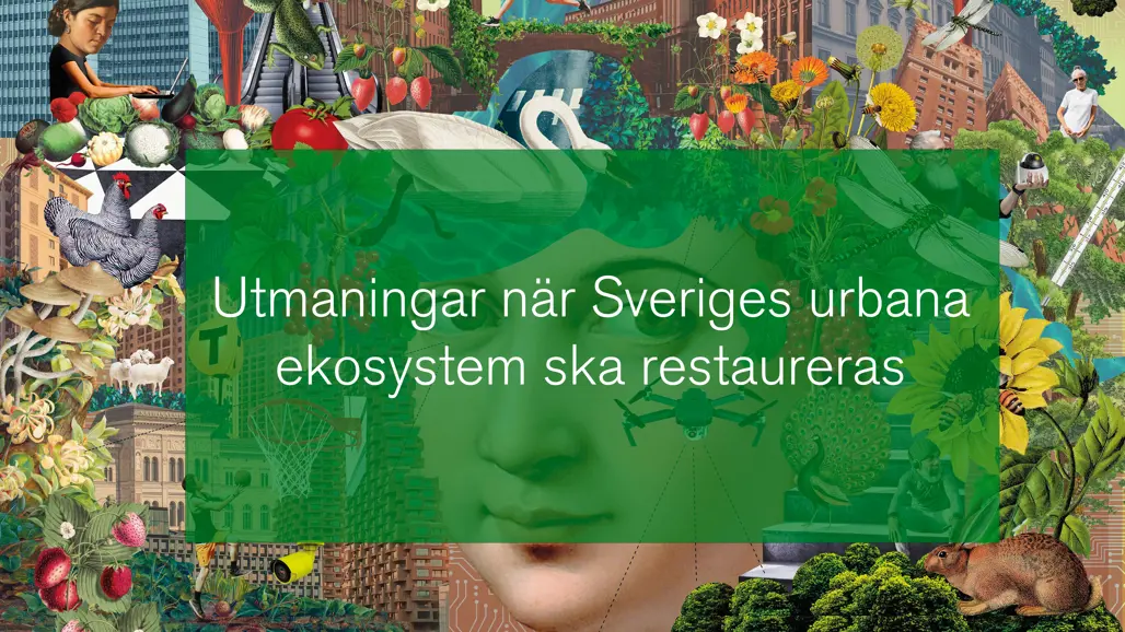Vignette image from the webinar.