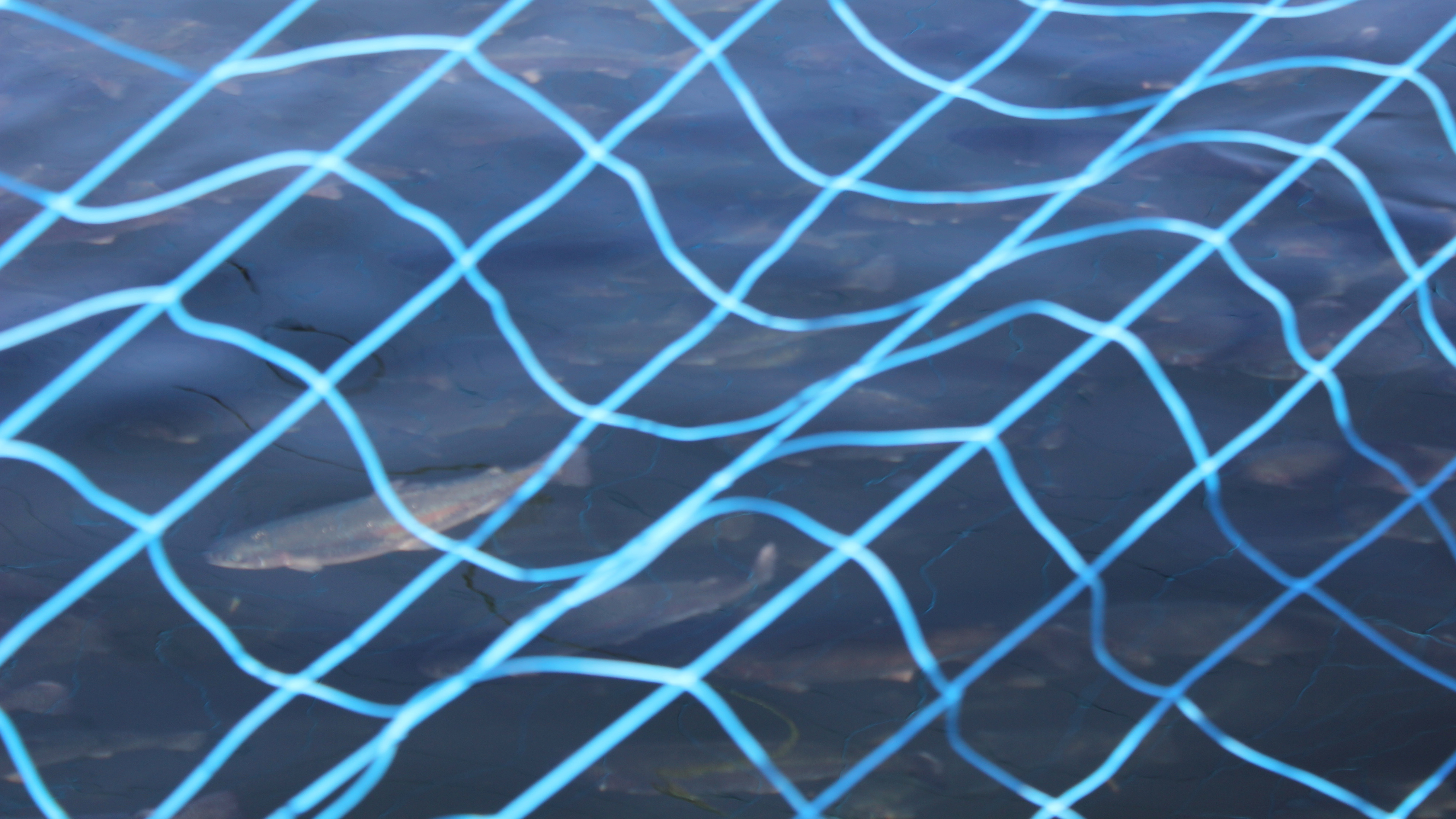 Some fish seen from above through a net.