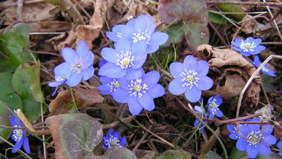 Blåa blommor i närbild. Foto