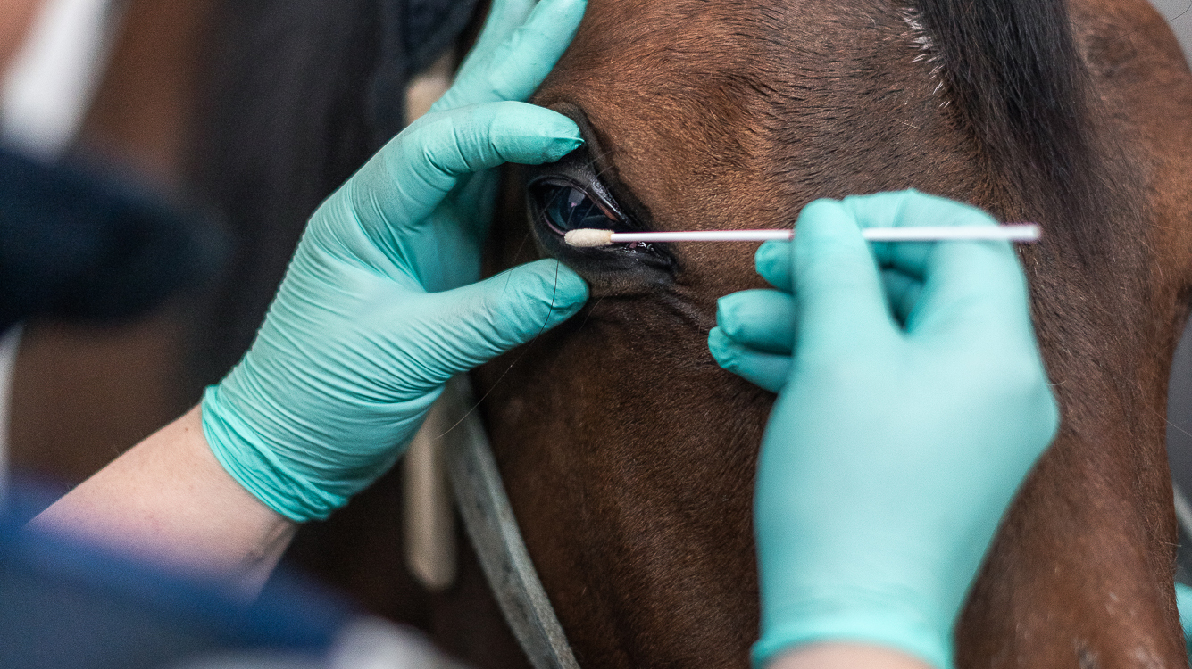 Foto av en häst vars öga undersöks med svabb av en veterinär.