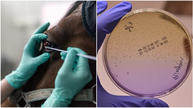Kollage av två bilder: Till vänster, ett foto av ett hästöga som provtas med svabb och till höger, ett foto av en handskbeklädd hand som håller upp en petriskål med bakterieodling i laboratorium.