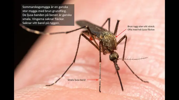 Sommarskogsmygga är en ganska stor mygga med brun grundfärg. De ljusa banden på benen är ganska smala. Vingarna saknar fläckar. Saknar vitt band på ryggen. Foto med text