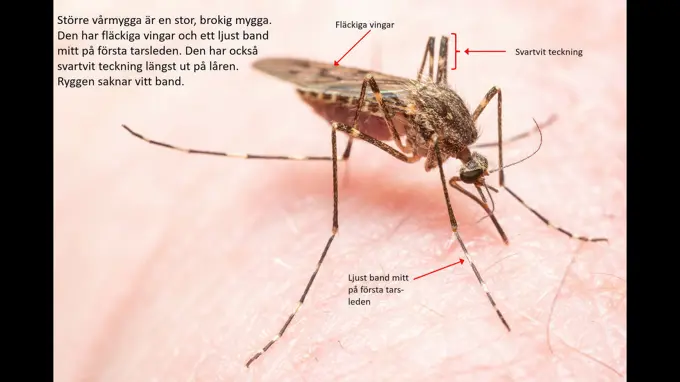 Större vårmygga är en stor, brokig mygga. Den har fläckiga vingar och ett ljust band mitt på första tarsleden. Den har också svartvit teckning längst ut på låren. Ryggen saknar vitt band. Foto med text