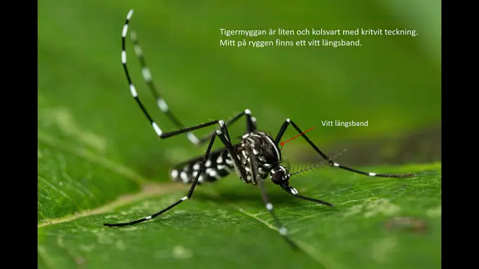 Tigermyggan är liten och kolsvart med kritvit teckning. Mitt på ryggen finns ett vitt längsband. Foto med text