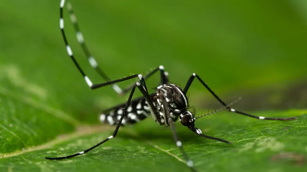 Svart mygga med vita streck sitter på grönt blad. Foto