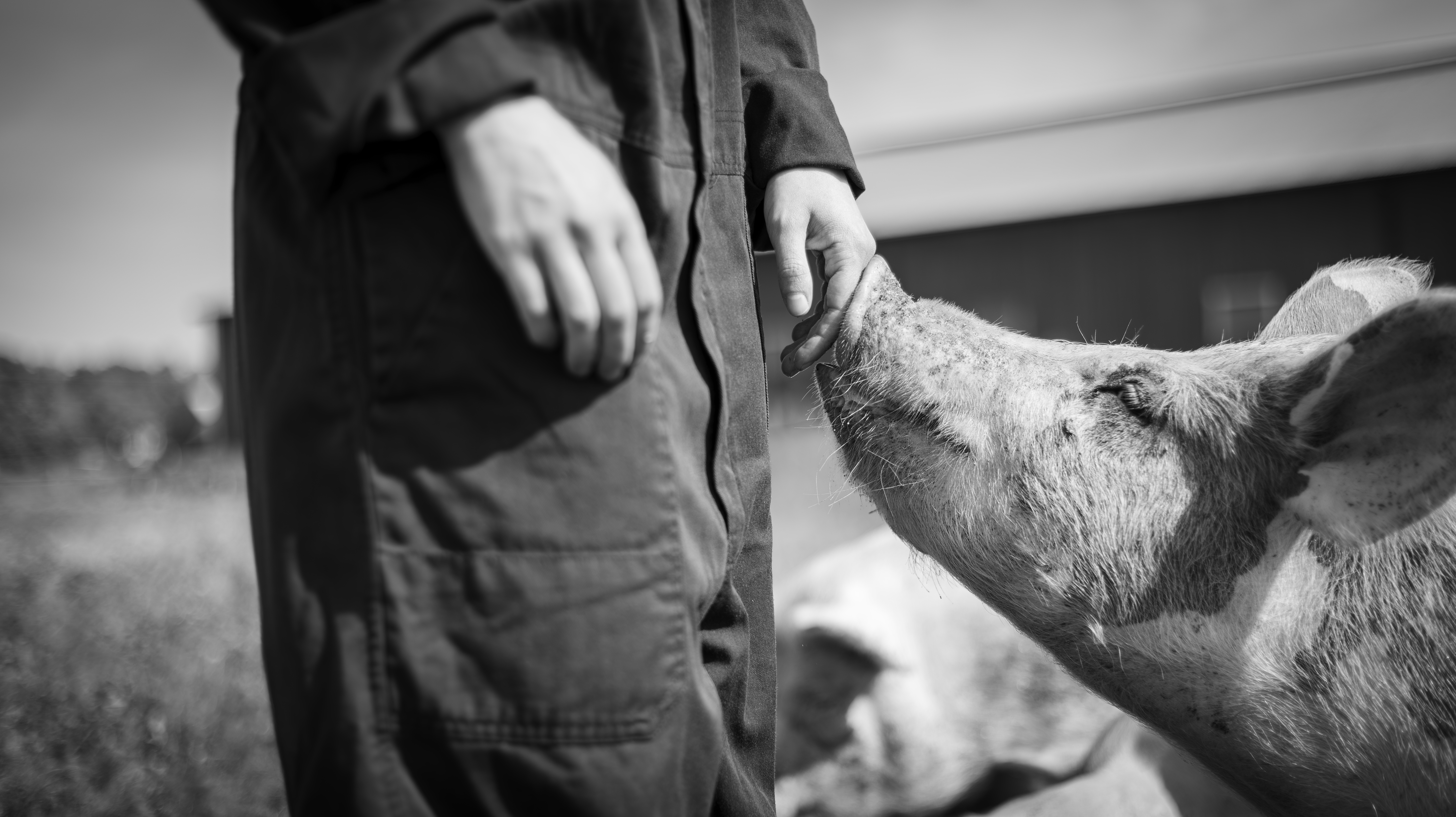 Svartvitt foto av trynet hos en gris nyfiket tryckt mot en nedsträckt kvinnas hand ute i en beteshage. 