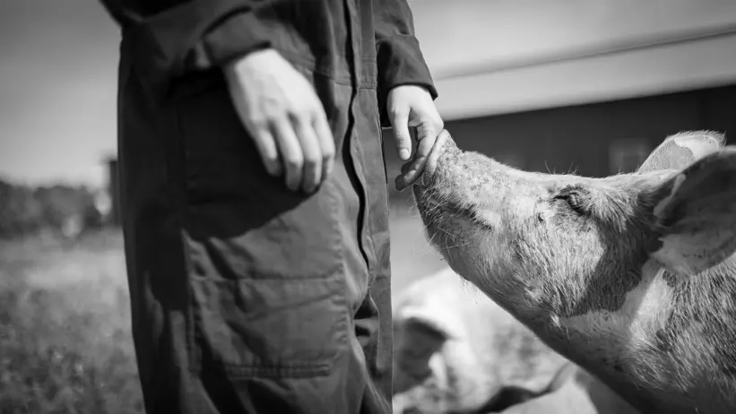 Svartvitt foto av trynet hos en gris nyfiket tryckt mot en nedsträckt kvinnas hand ute i en beteshage.