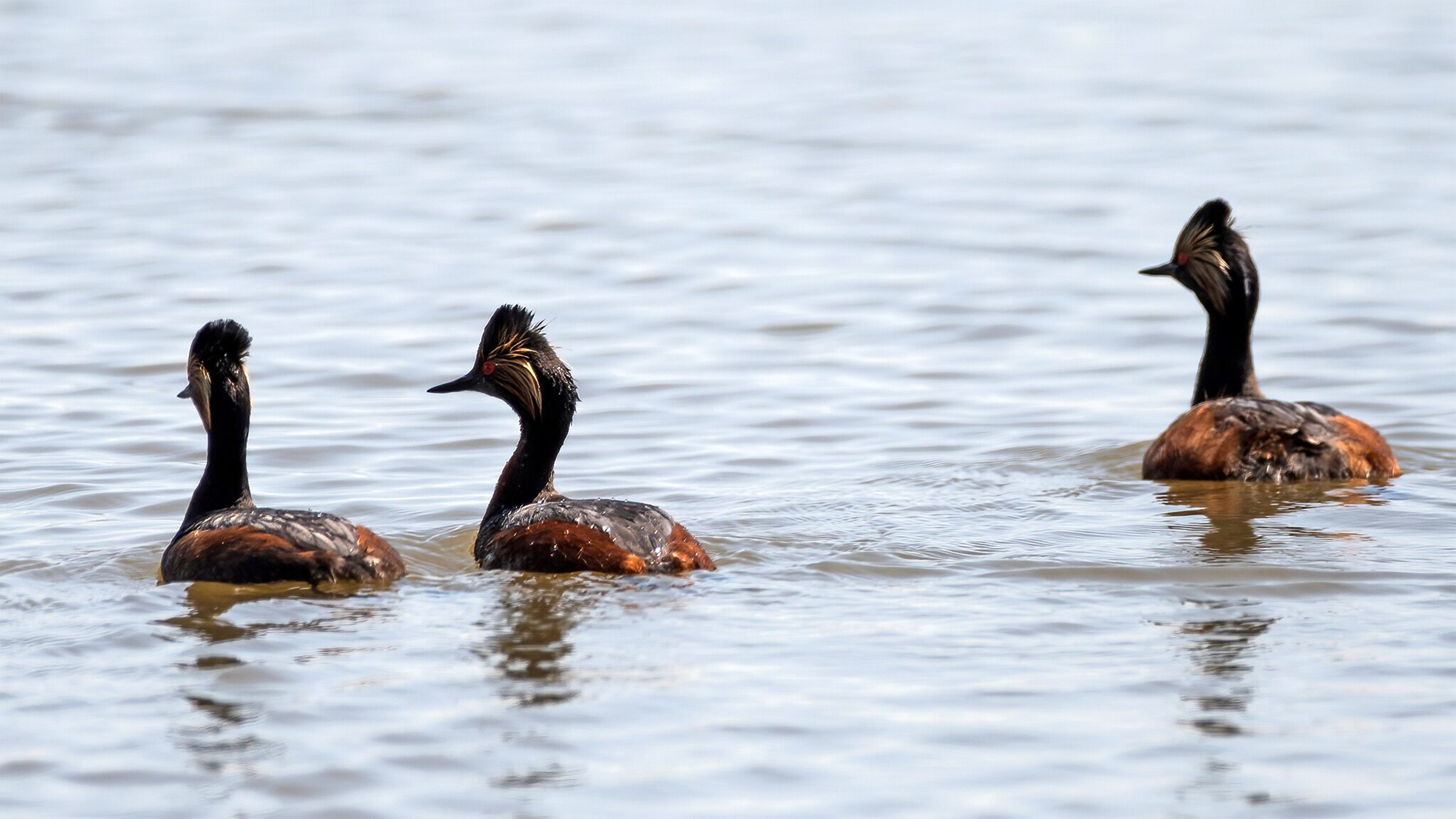 Bruna fåglar på vatten. Foto