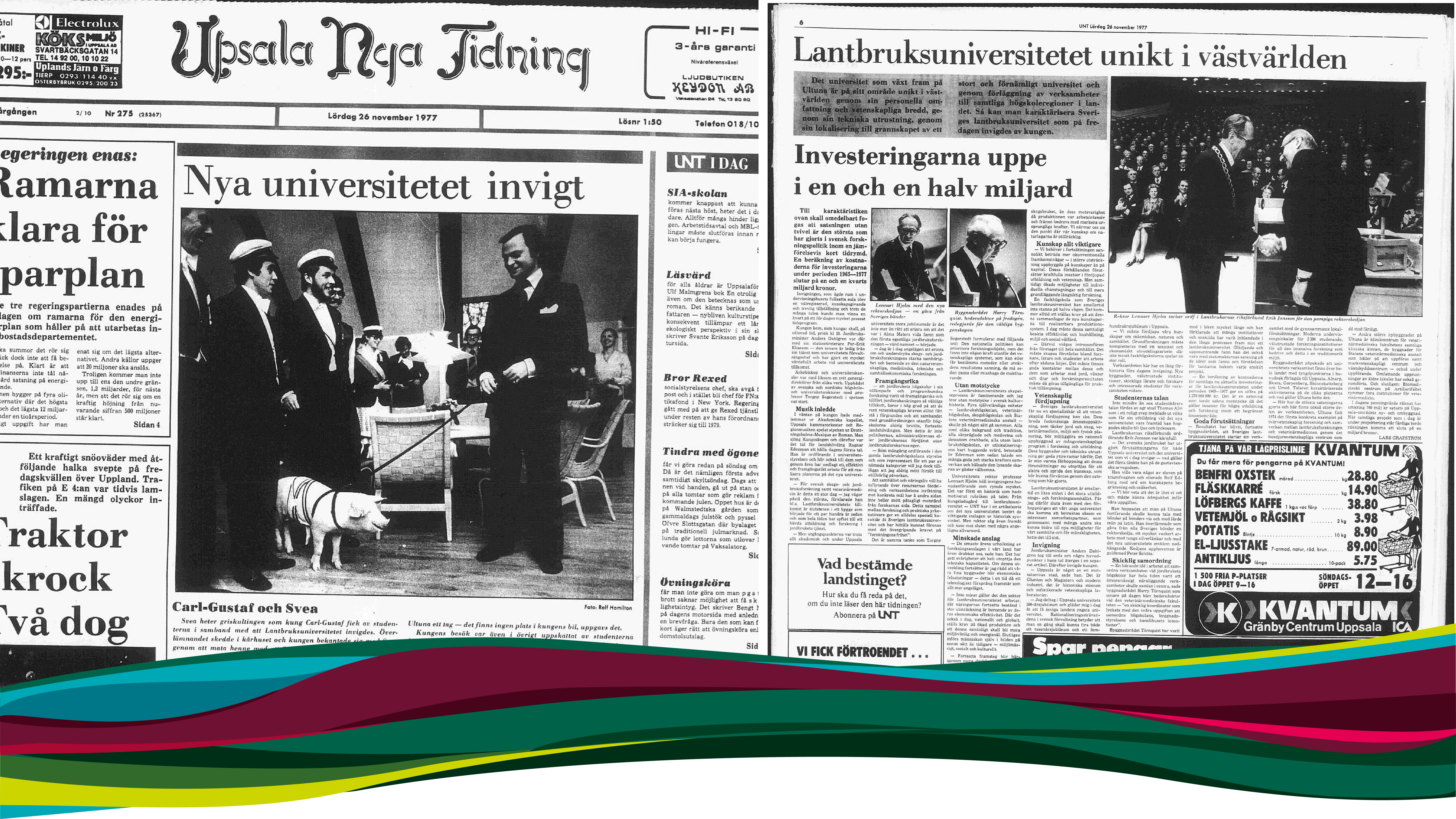 Tidningsklipp från invigningen av Sveriges lantbruksuniversitet 1977. Text och svartvita bilder på Kung Carl-Gustav XVI, universitetets första rektor Lennart Hjelm. 