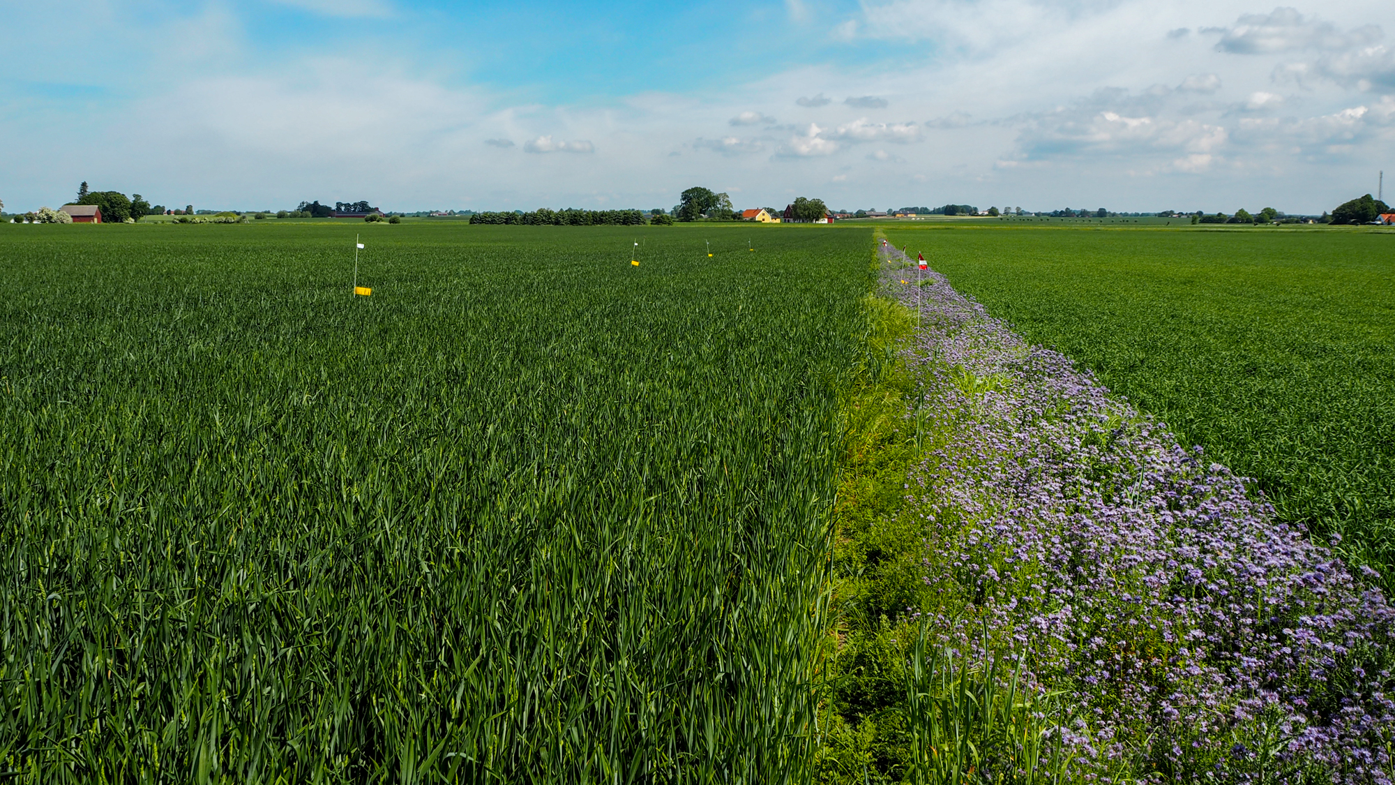 An agricultural field with a strip of lilac flowers. Photo.