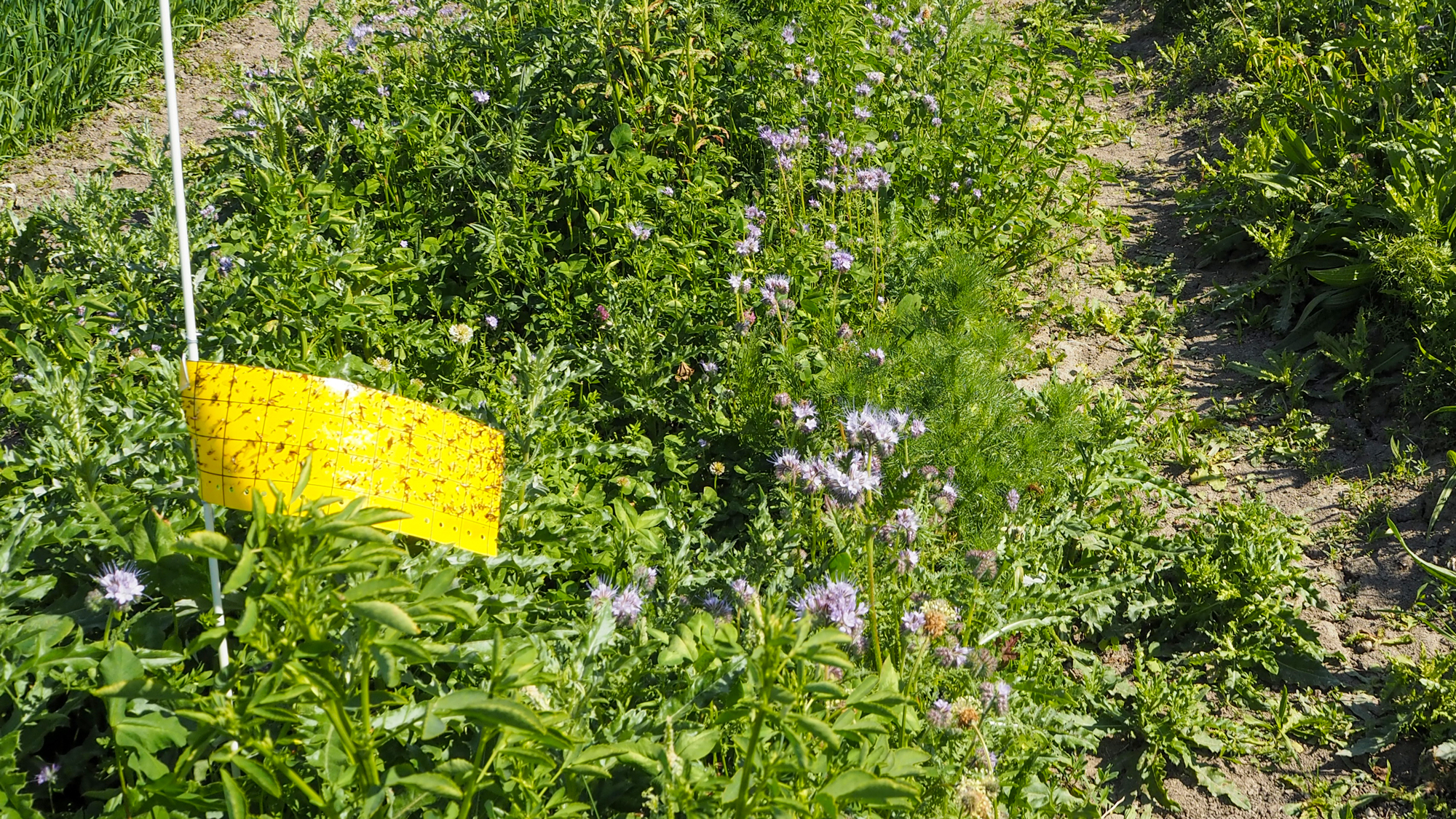 A yellow, sticky paper on a stick in a field. Photo.