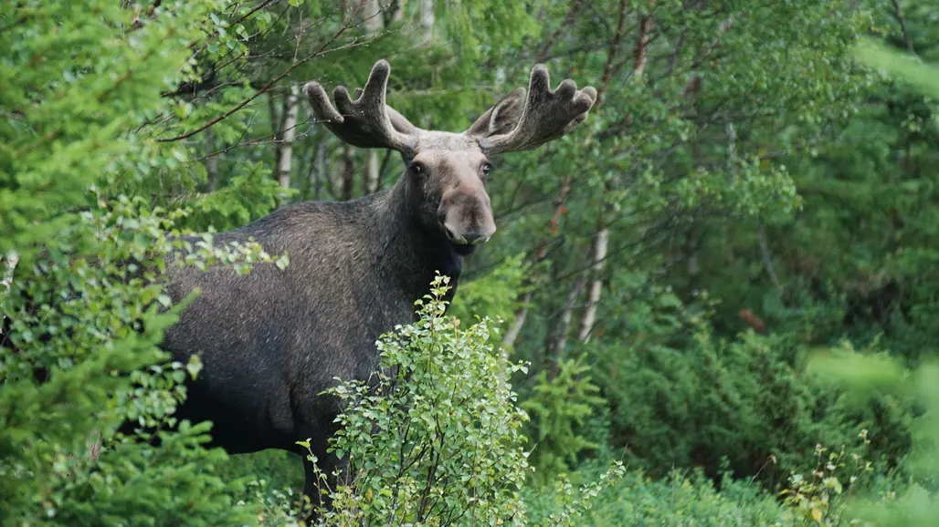 Älgtjur tittar fram bakom träd och buskar. Foto.