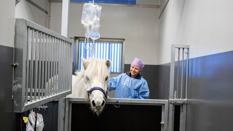 Kvinna iklädd blå skyddskläder som står bredvid en vit häst i en stallbox. 