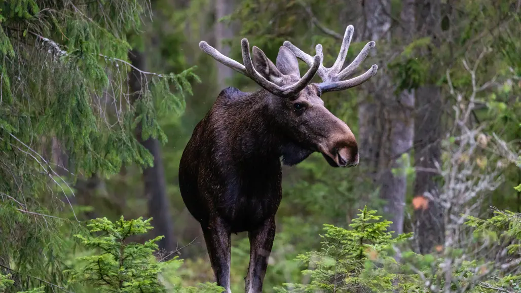 En älg i skogen. Foto.