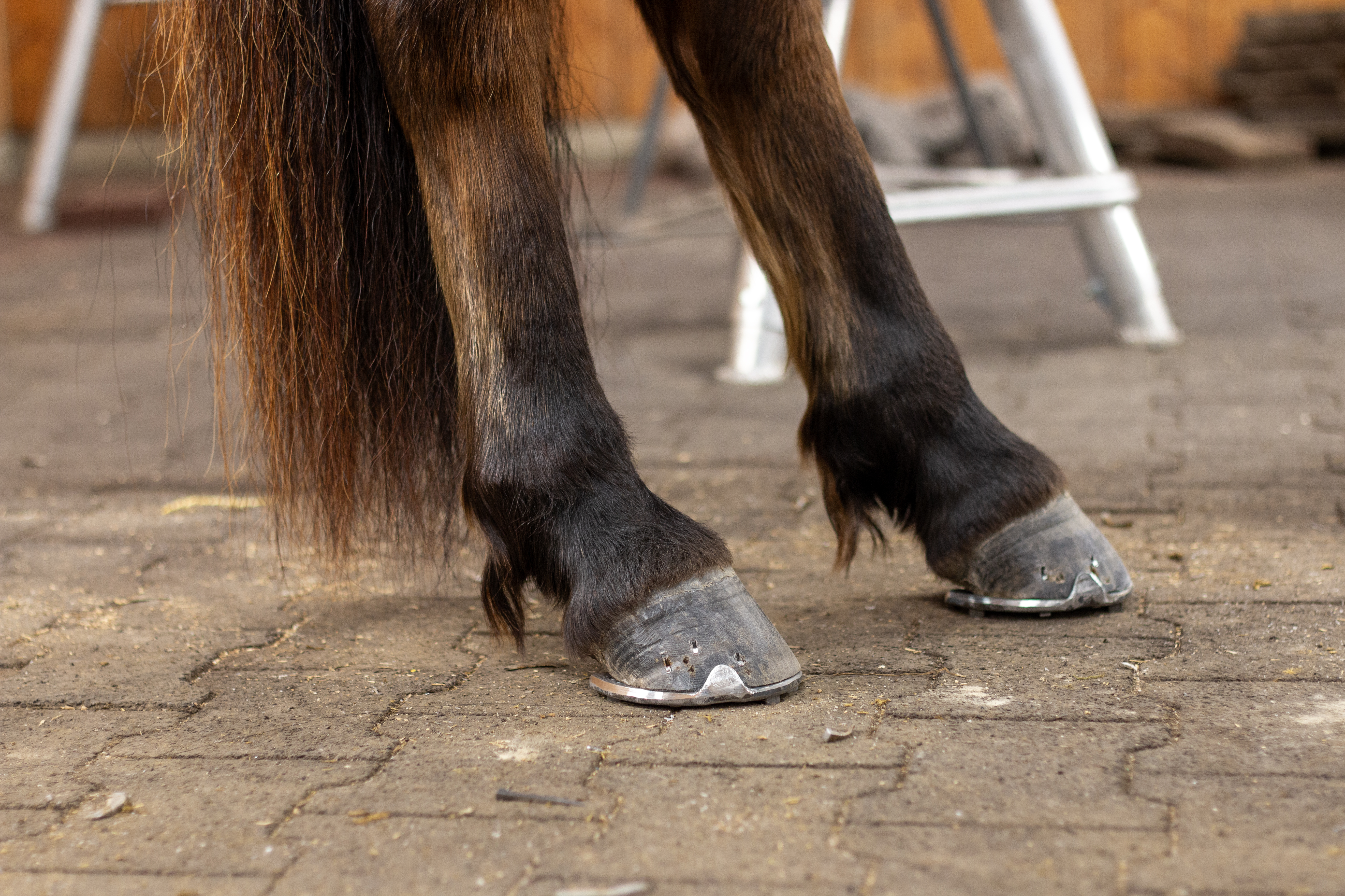 Foto av hästhovar med järnskor i en smedja.