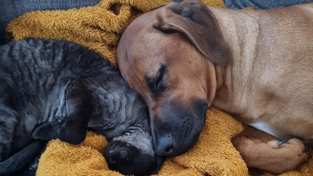 En Rhodesian ridgeback hund ligger och sover med huvudet tätt ihop med en grå katt.