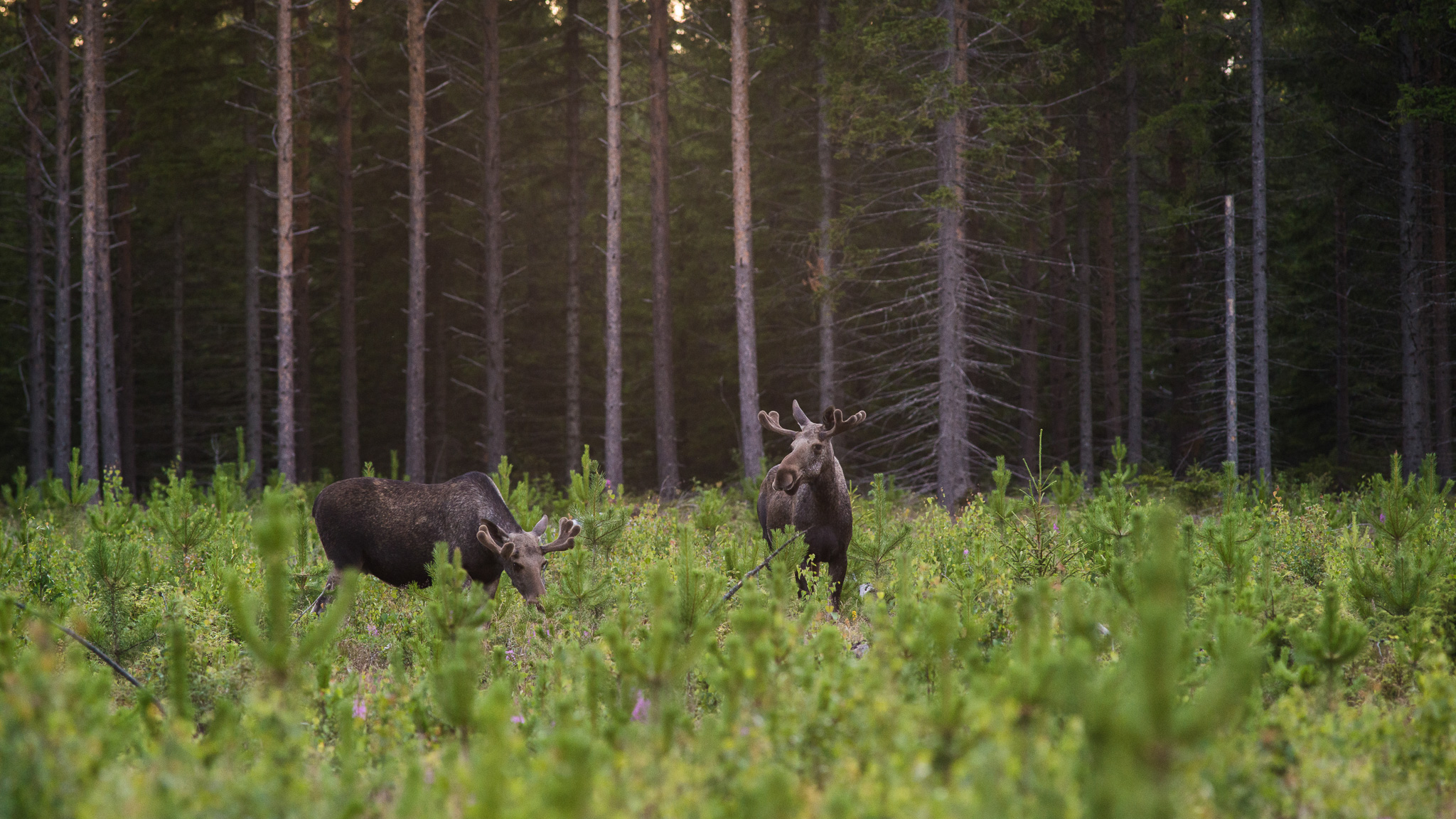 Två älgar i en ung barrskog med små granplantor i förgrunden.