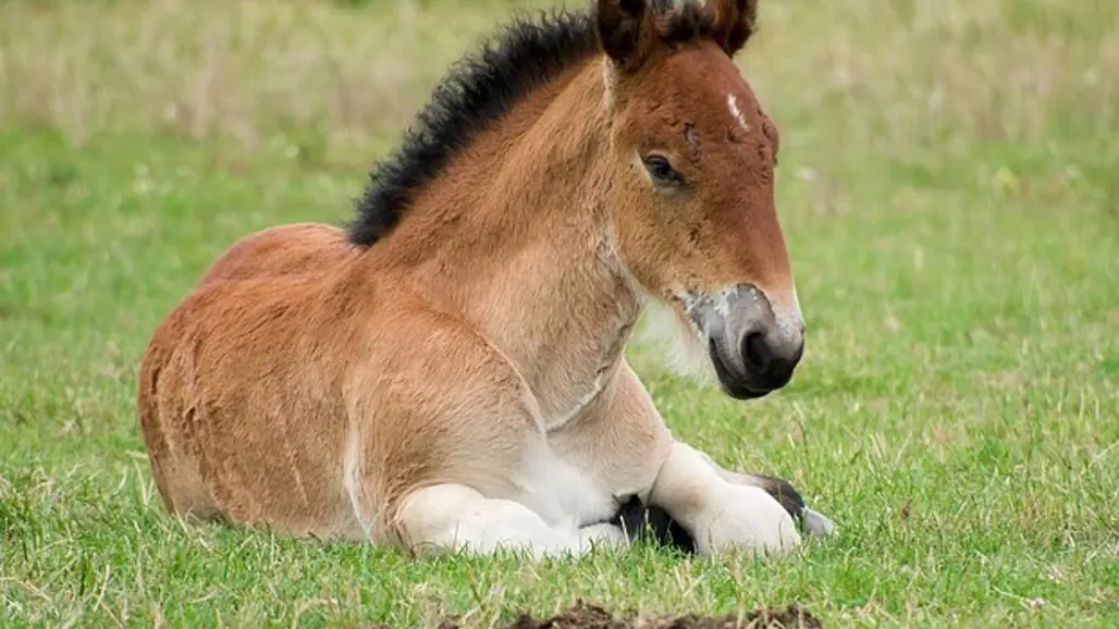 foal-in-pasture