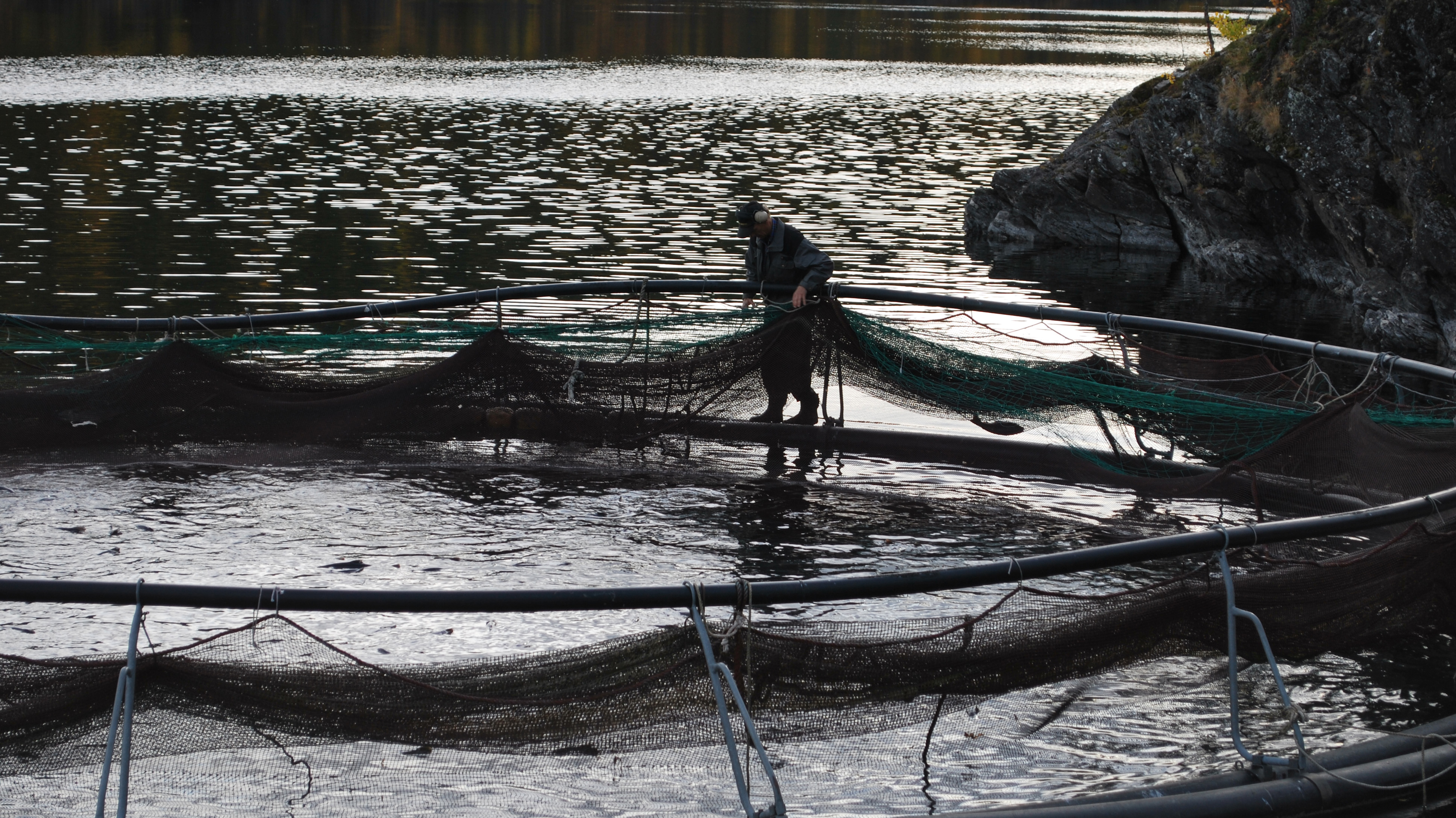 Fish cage for aquaculture.