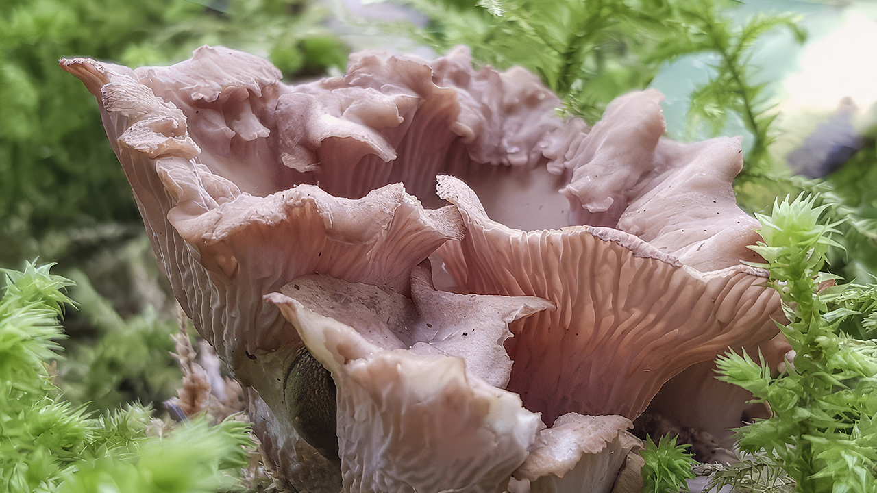 En rosa till ljusbrun, kraftigt veckad svamp växer i mossig skogsmark. Fruktkroppen har stora, vågiga och oregelbundna hattar med djupa fåror och räfflade strukturer. Runt svampen syns tät, grön mossa som ramar in motivet. Foto