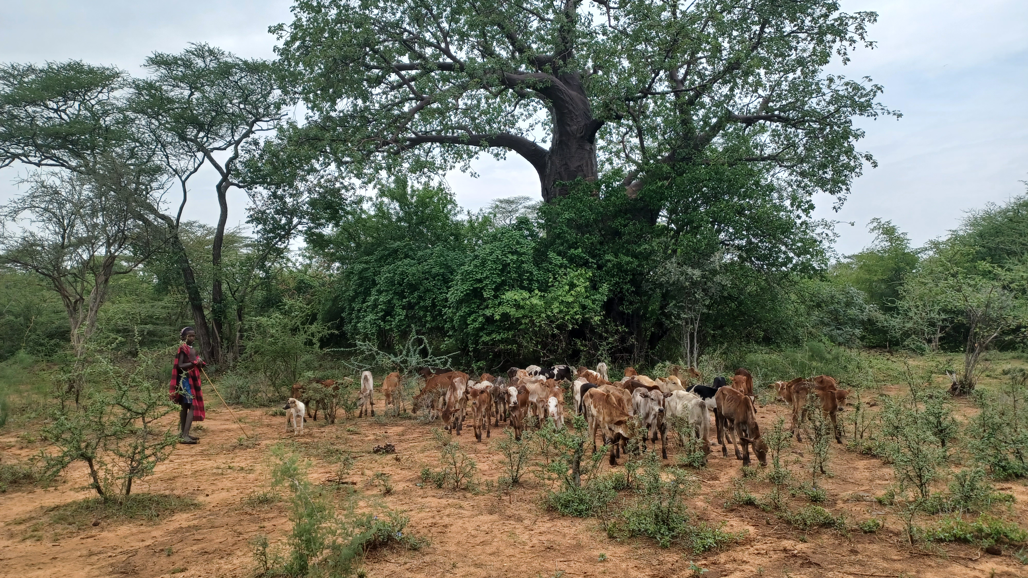 A herder with cattle.