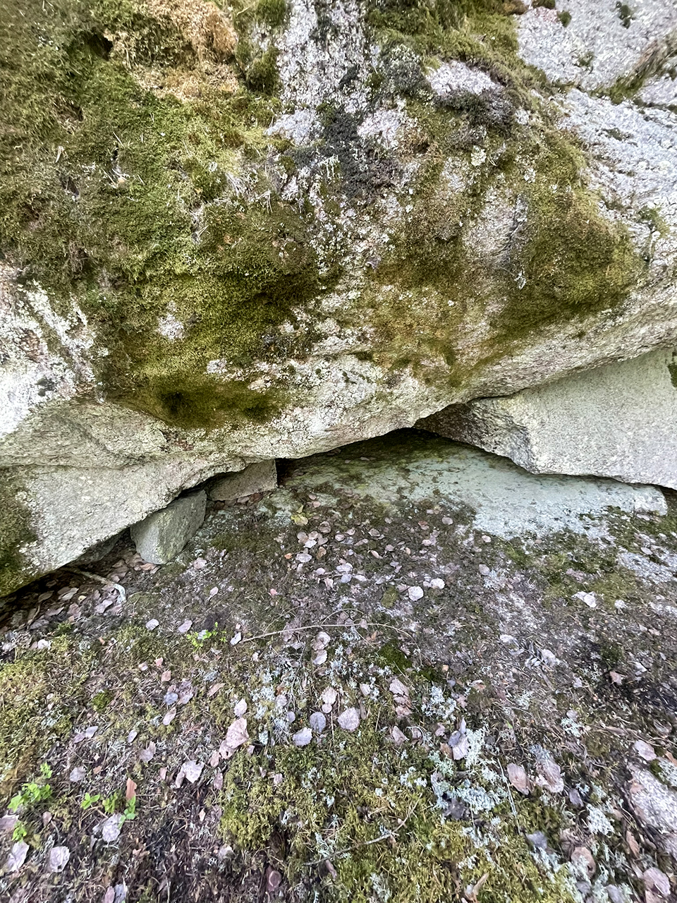 Närbild av en mossbeklädd klippformation. Bilden visar en stor sten med gröna mossfläckar på ytan. Under stenen finns ett öppet utrymme som liknar en liten grotta eller spricka. Marken är täckt av småsten, löv och fler mossfläckar. Foto.