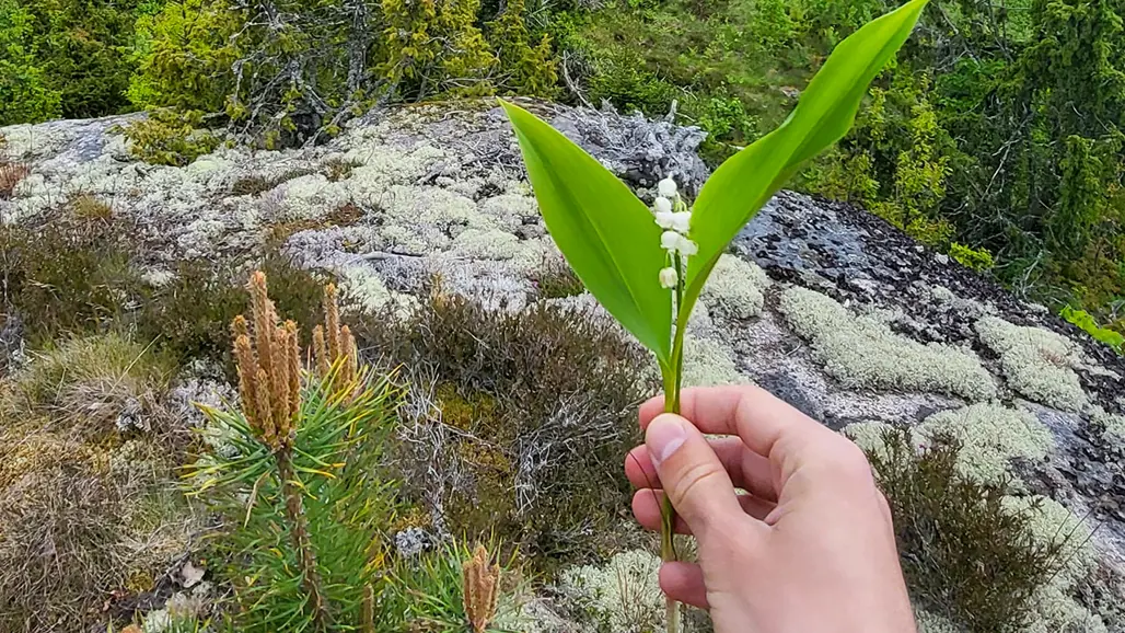 En hand håller en liljekonvalj med små vita blommor och stora gröna blad. I bakgrunden syns stenig terräng täckt av mossa, små buskar och barrträd. Foto.