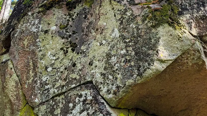 En person med ryggsäck står ovanpå en stor, mossbeklädd klippformation i en skog. Klippan har varierande texturer och färger, inklusive fläckar av grön mossa och lav. Höga tallar omger området, och himlen syns genom trädtopparna. Foto.