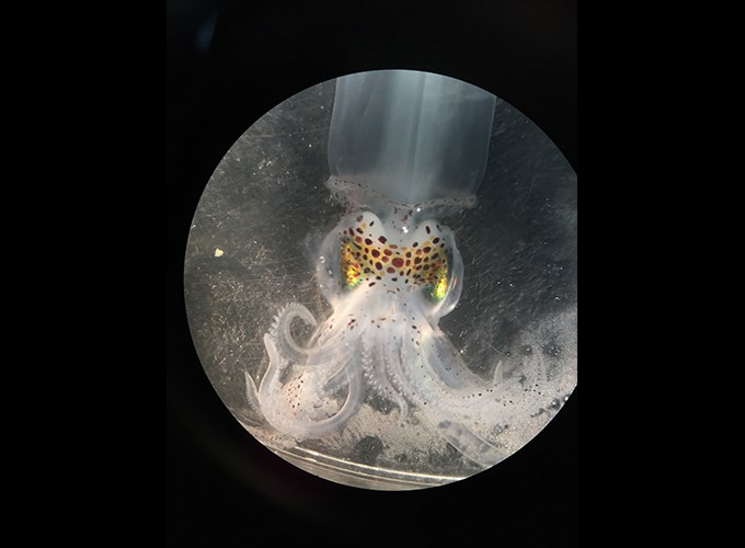 Foto av en liten bläckfisk-unge, med fina pigment på huvudet.