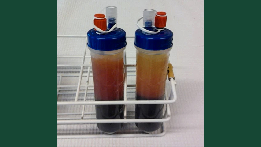 Photo of samples in a laboratory.