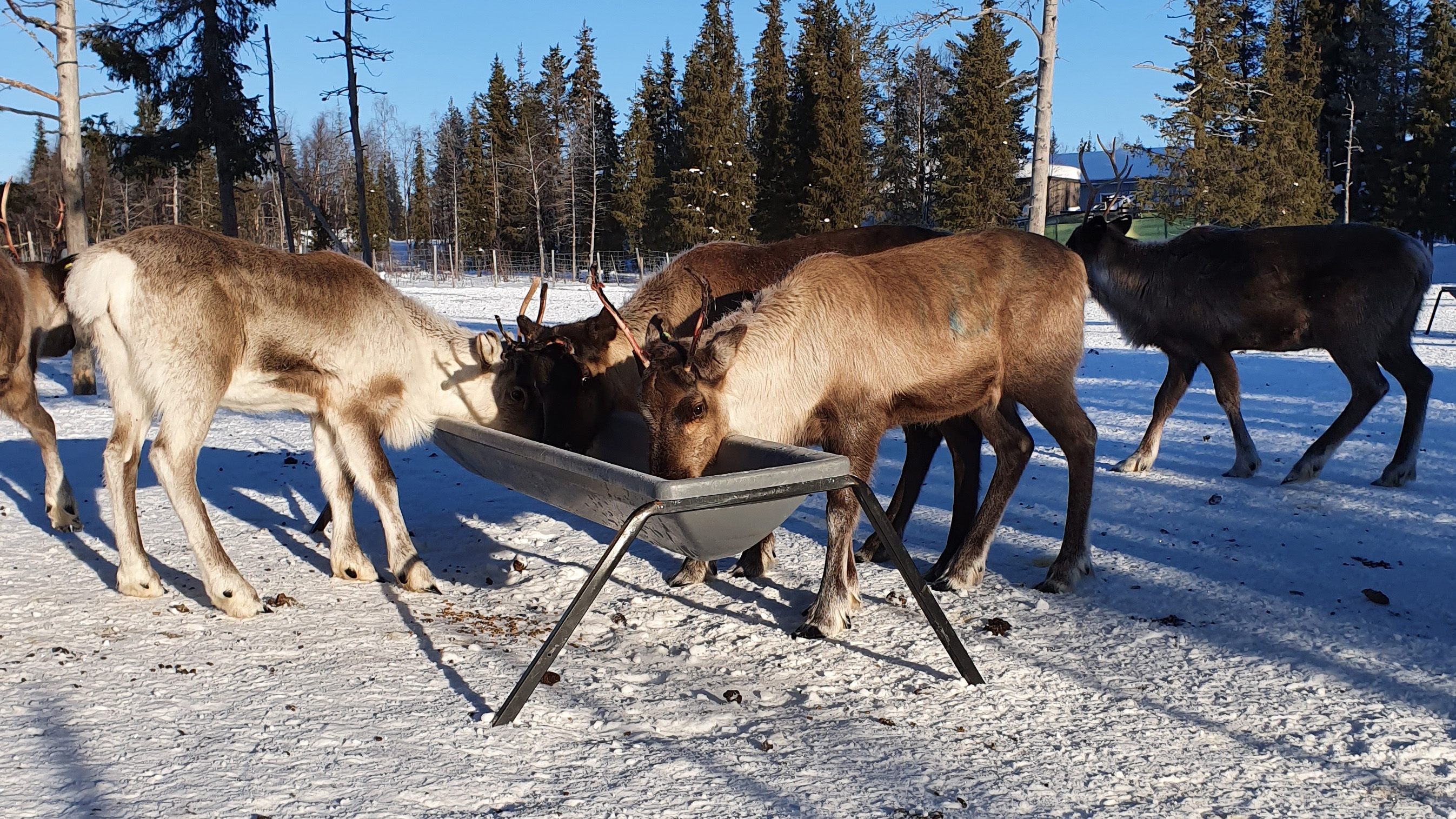 Some reindeer eating from a feeding trough. It's winter and the sky is blue.