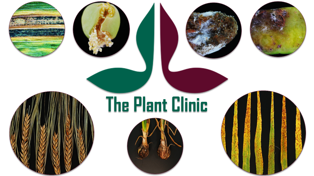 The Plant Clinic