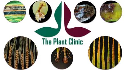 The Plant Clinic