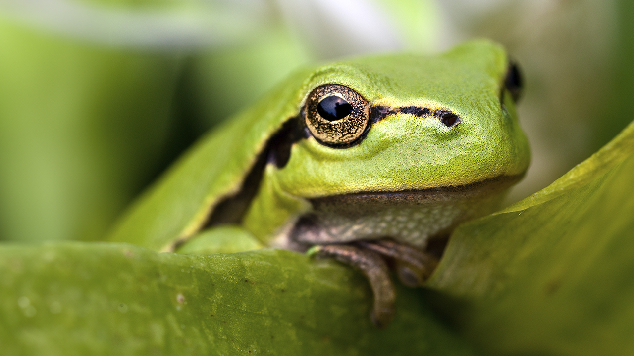 Grönt grodhuvud mot grön bakgrund. Foto