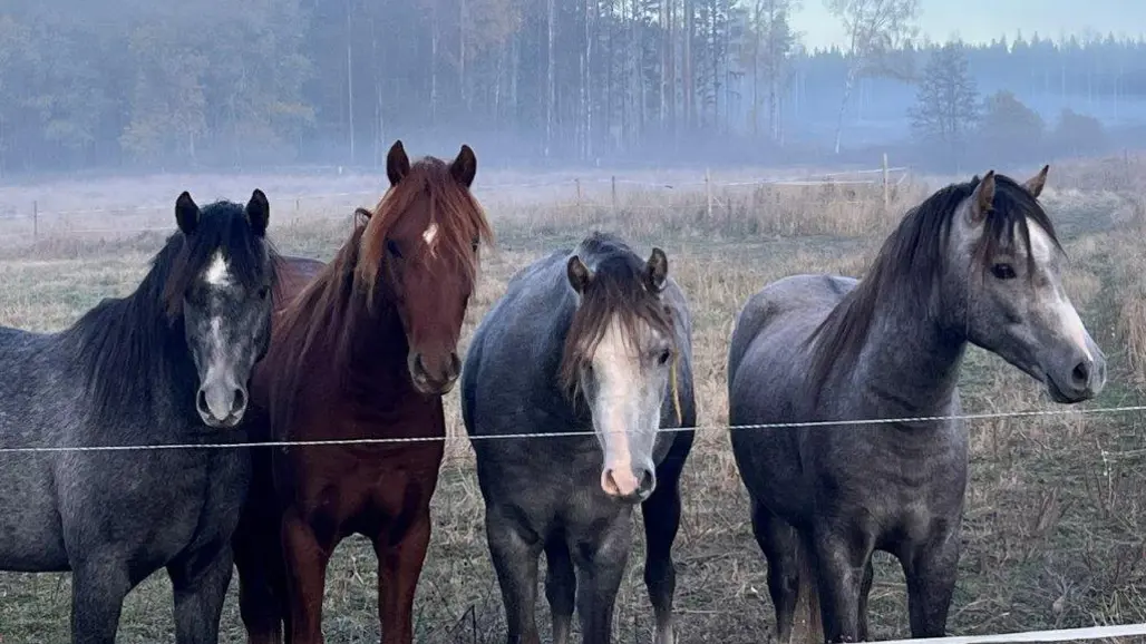 Four hourses standing by a fence on a foggy autumn day. Photo.