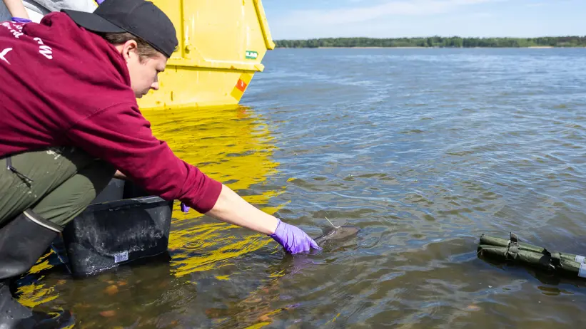 En person släpper ut en fisk i en sjö.